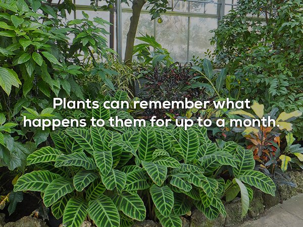 Plants can remember what > happens to them for up to a month.