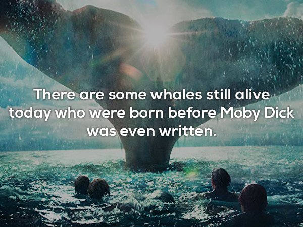 heart of the sea poster - There are some whales still alive today who were born before Moby Dick was even written.