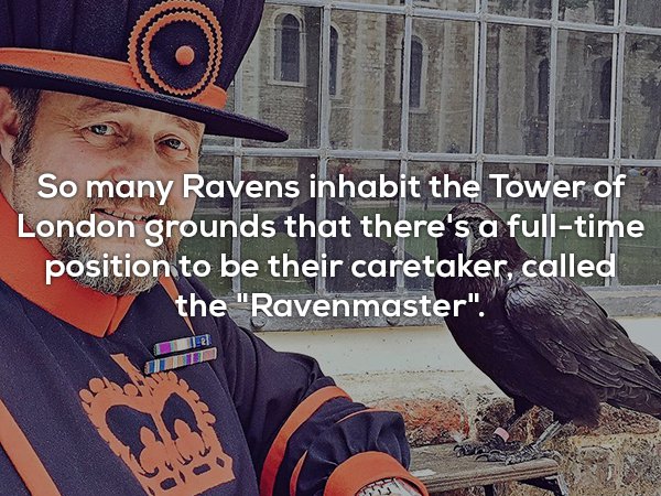 photo caption - So many Ravens inhabit the Tower of London grounds that there's a fulltime position to be their caretaker, called the "Ravenmaster". Enec