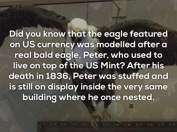 photo caption - Did you know that the eagle featured on Us currency was modelled after a real bald eagle, Peter, who used to live on top of the Us Mint? After his death in 1836, Peter was stuffed and is still on display inside the very same building where