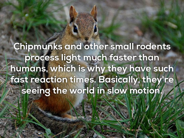 chipmunks habitat - Chipmunks and other small rodents process light much faster than humans, which is why they have such fast reaction times. Basically, they're seeing the world in slow motion.