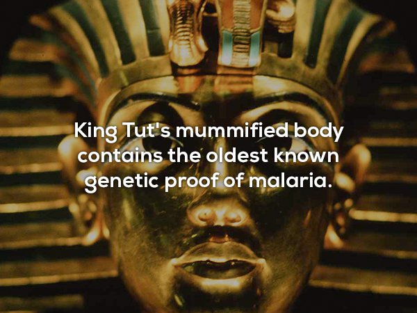 king tut ankh amon - King Tut's mummified body contains the oldest known genetic proof of malaria.