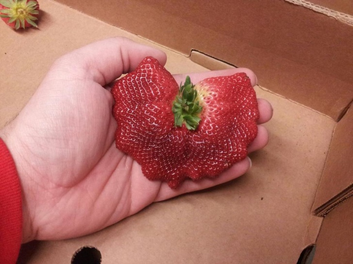 fused strawberries