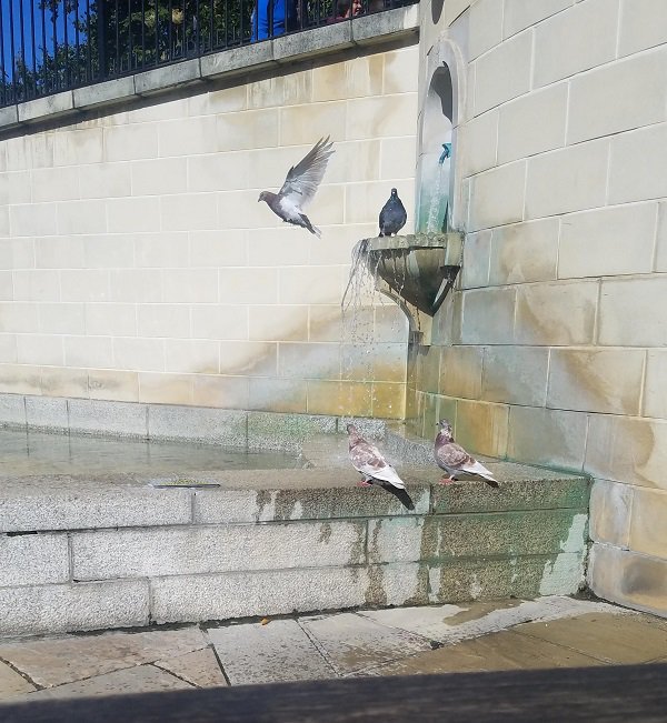 This pigeon looks painted on.