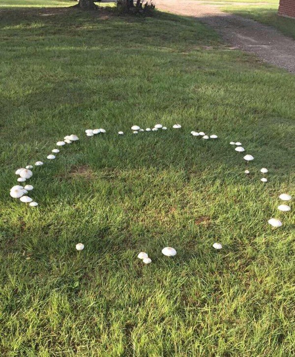 “Fairy ring popped up in my yard overnight.”