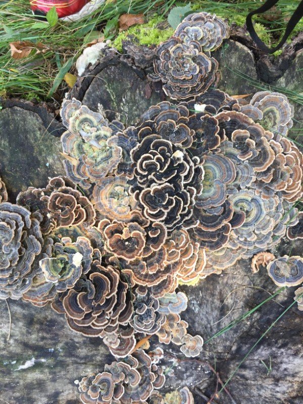 Cool looking fungi.
