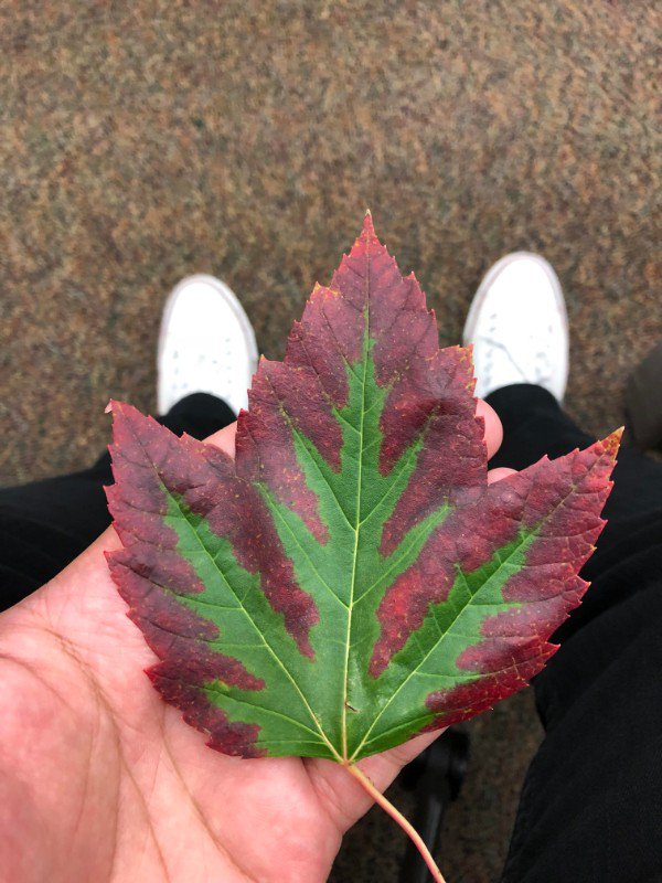 Leaf changing to its fall colors.