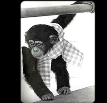 Lucy, a chimpanzee who was raised to believe she was human. She learned to sign over 250 words and some of her hobbies included drinking gin, browsing Playgirl magazines, and masturbating using a vacuum cleaner.