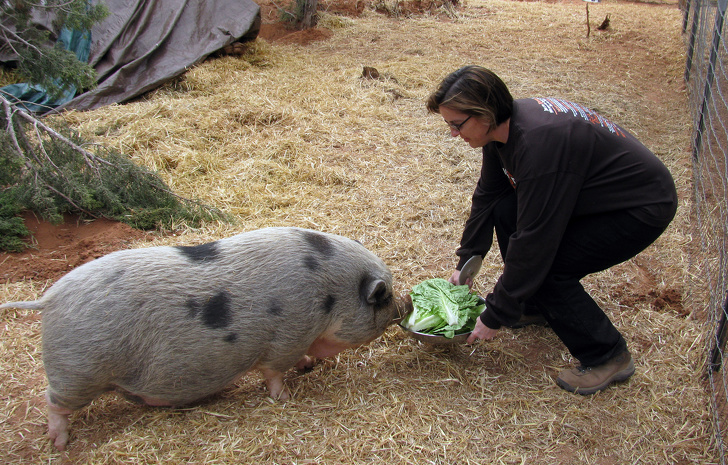Arizona: Feeding garbage to pigs is not allowed unless a permit is obtained.