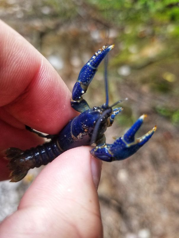 blue crawdad