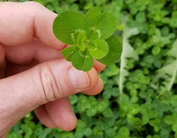 I Found A 7 Leaf Clover!