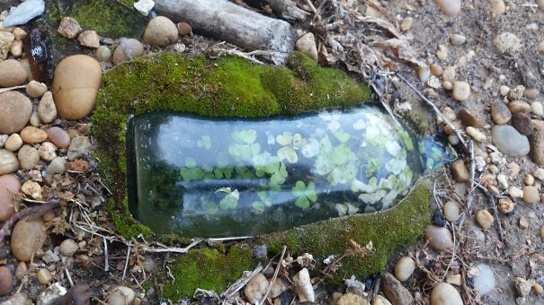 A Little Patch Of Clover In A Bottle