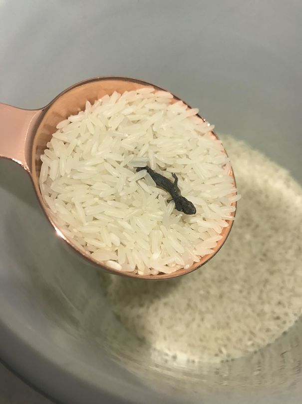 lizard in rice