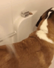 Showering your dog while smearing peanut butter on a wall as a distraction