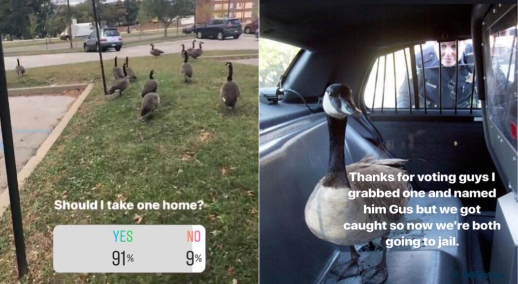 bad luck goose in cop car - Should I take one home? Thanks for voting guys! grabbed one and named him Gus but we got caught so now we're both going to jail. Yes 28 91%