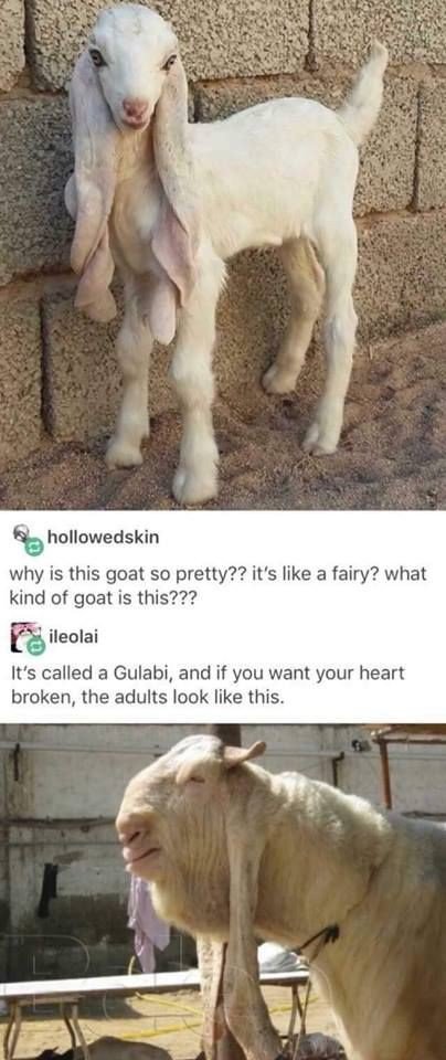 bad luck baby fairy goat - hollowedskin why is this goat so pretty?? it's a fairy? what kind of goat is this??? sileolai It's called a Gulabi, and if you want your heart broken, the adults look this.