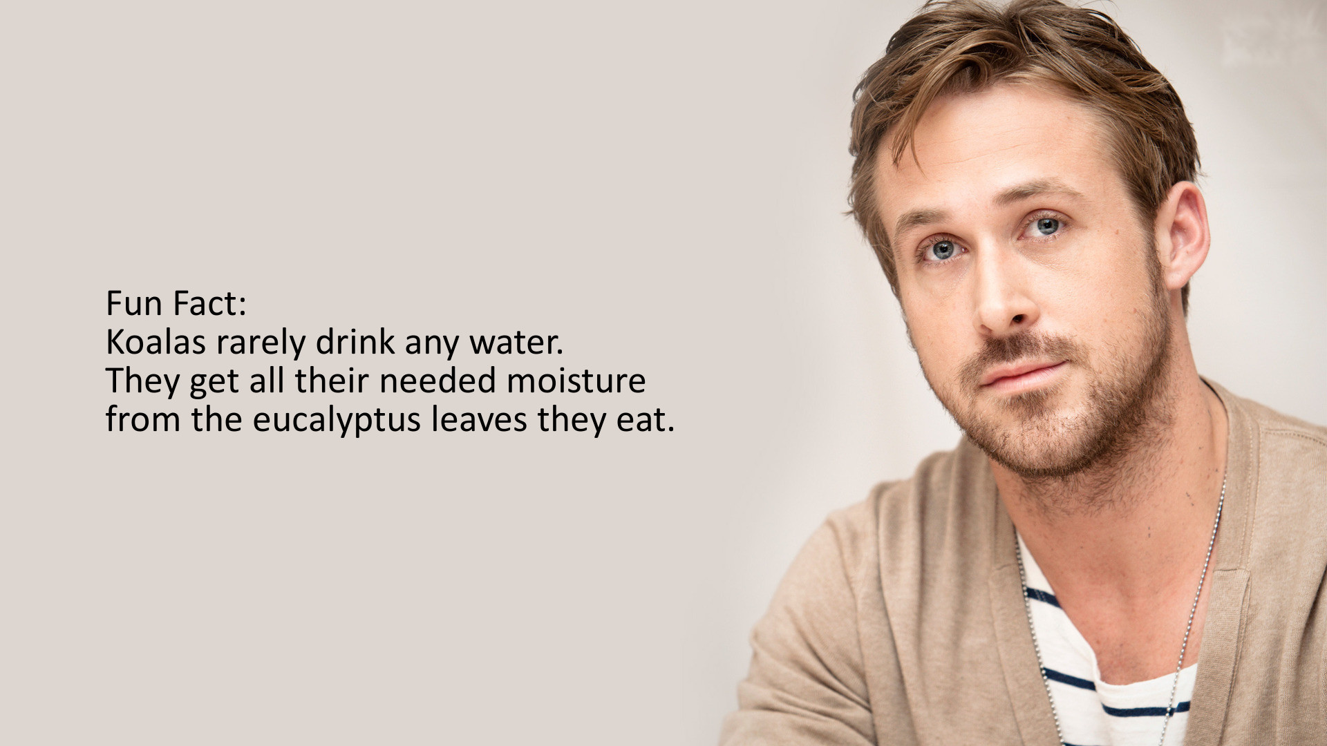 ryan gosling teacher memes - Fun Fact Koalas rarely drink any water. They get all their needed moisture from the eucalyptus leaves they eat.
