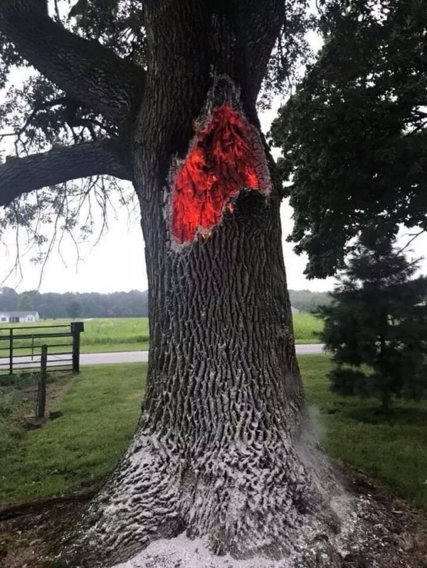 This tree was struck by lightning and is the coolest bonfire ever.