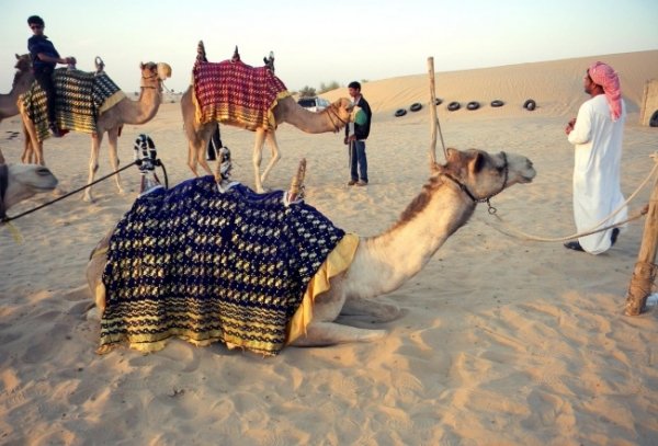 I know it’s just an optical illusion, but I really wish tiny camels existed.