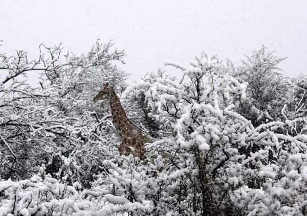 A giraffe caught in a sudden snow in Western Cape, South Africa.