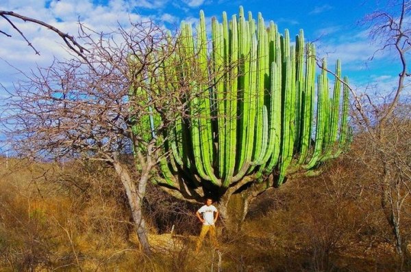 This cactus is going to conquer the world.