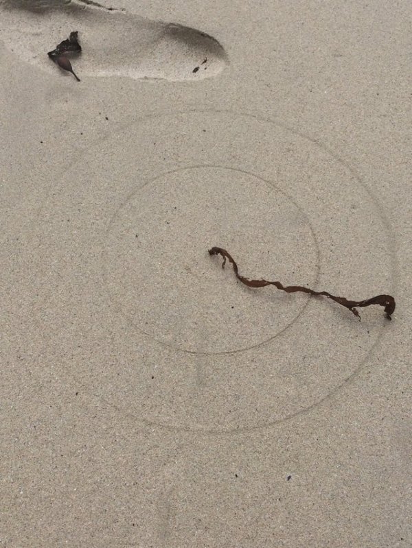 Piece of dried seaweed with one end stuck in sand drew concentric circles as it was rotated by the wind.