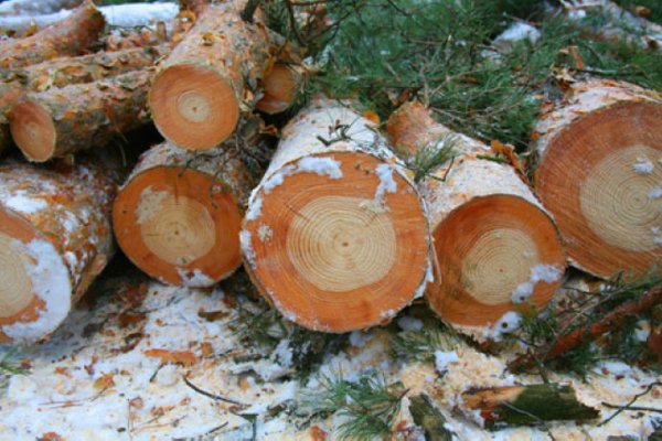 Trees’ growth rings before and after the Chernobyl disaster