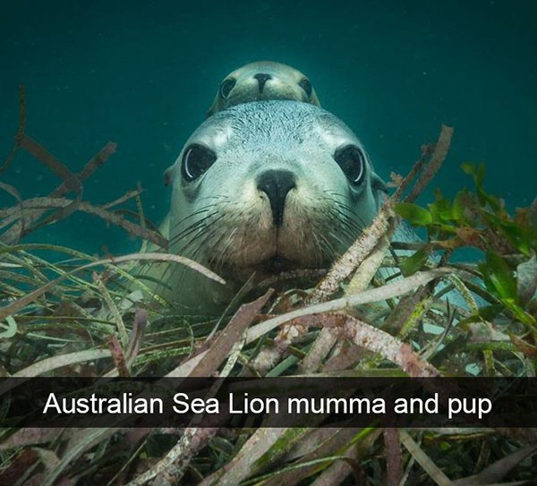 australian sea lion and pup - Australian Sea Lion mumma and pup