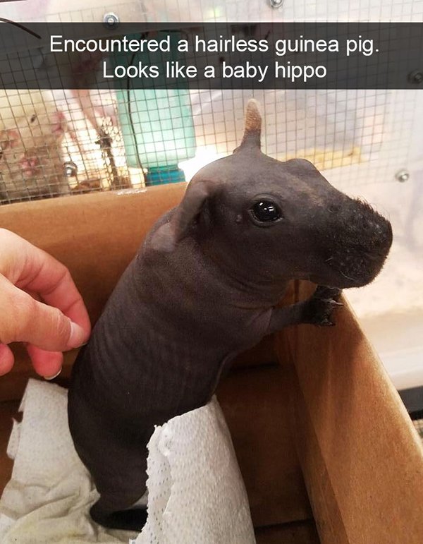 hairless guinea pig - Encountered a hairless guinea pig. Looks a baby hippo