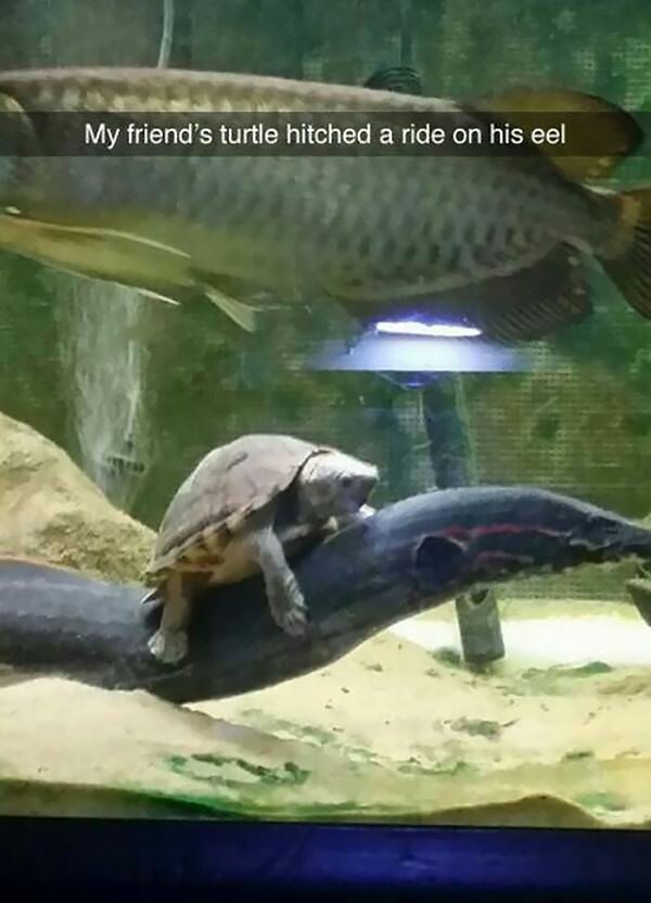 turtle on eel - My friend's turtle hitched a ride on his eel