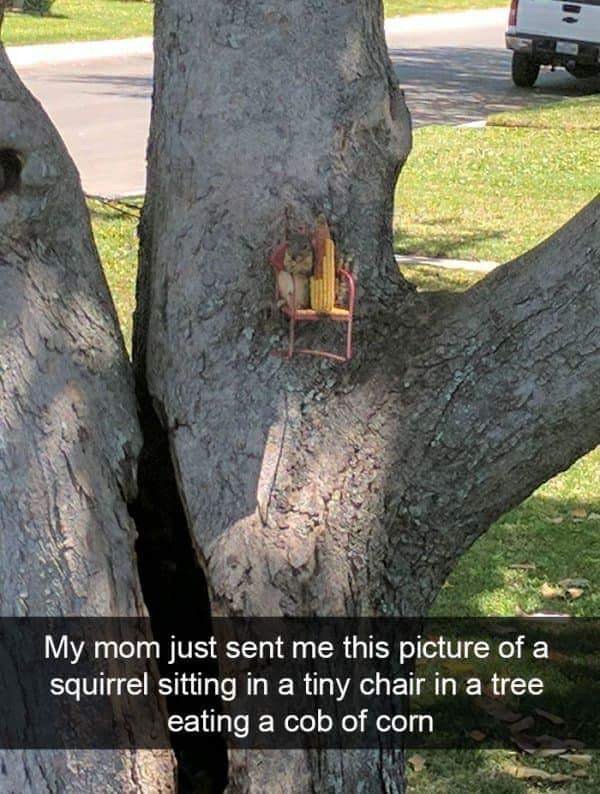 hilarious pics with captions - My mom just sent me this picture of a squirrel sitting in a tiny chair in a tree eating a cob of corn