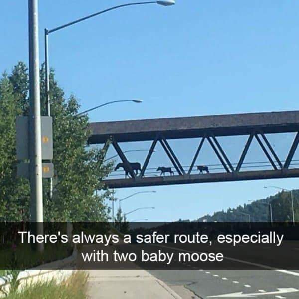 eagle river alaska bridge - There's always a safer route, especially with two baby moose