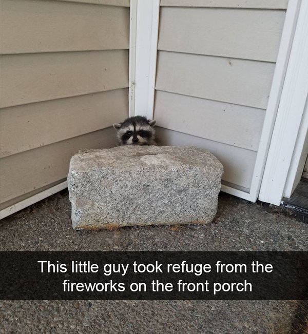 raccoon fireworks - This little guy took refuge from the fireworks on the front porch