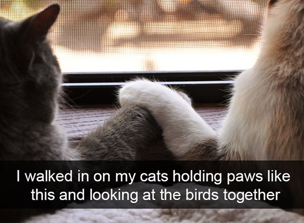 funny animal snapchat - I walked in on my cats holding paws this and looking at the birds together