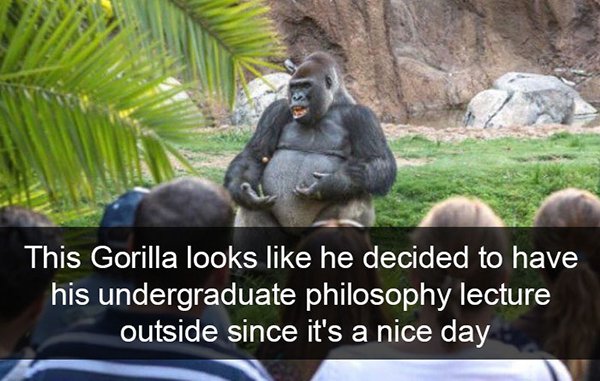 ted talks gorilla - This Gorilla looks he decided to have his undergraduate philosophy lecture outside since it's a nice day