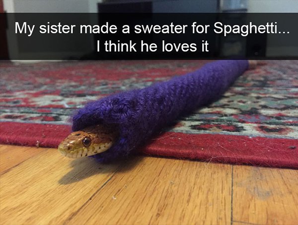 snake in a sweater - My sister made a sweater for Spaghetti... I think he loves it