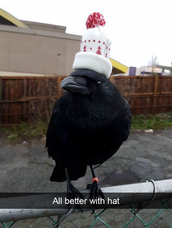 crow with christmas hat - All better with hat