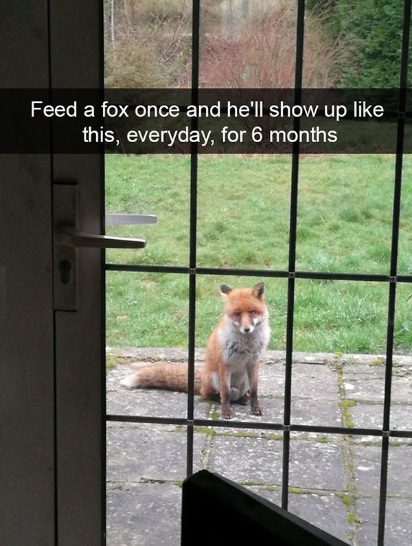 fox animal memes - Feed a fox once and he'll show up this, everyday, for 6 months