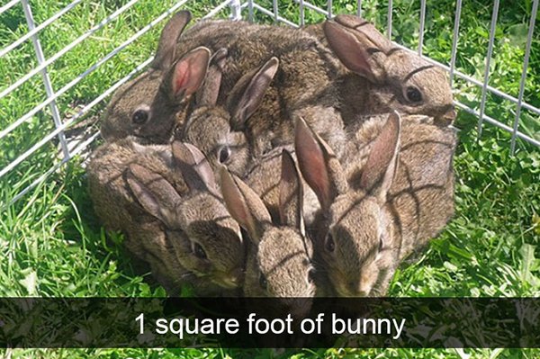 1 square foot of bunny - 1 square foot of bunny Nr .50