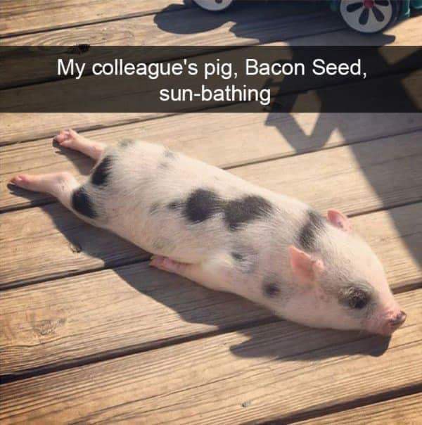 sloppy pig - My colleague's pig, Bacon Seed, sunbathing