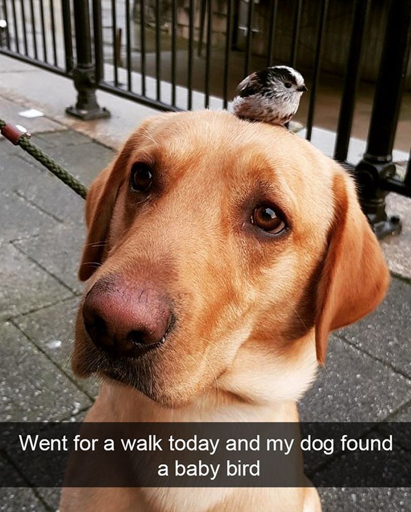 bird on dogs head - Went for a walk today and my dog found a baby bird