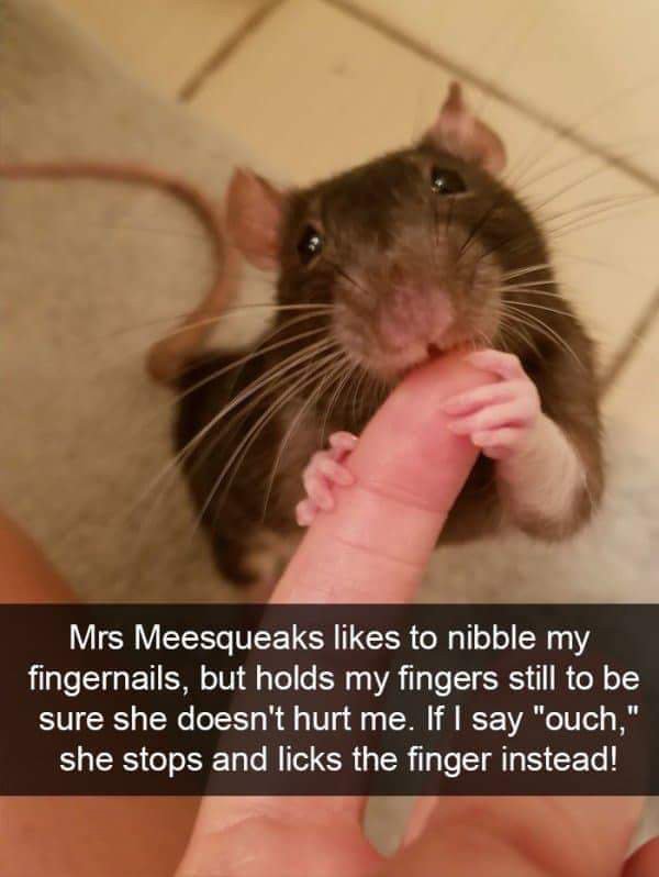 rat fingers - Mrs Meesqueaks to nibble my fingernails, but holds my fingers still to be sure she doesn't hurt me. If I say "ouch," she stops and licks the finger instead!