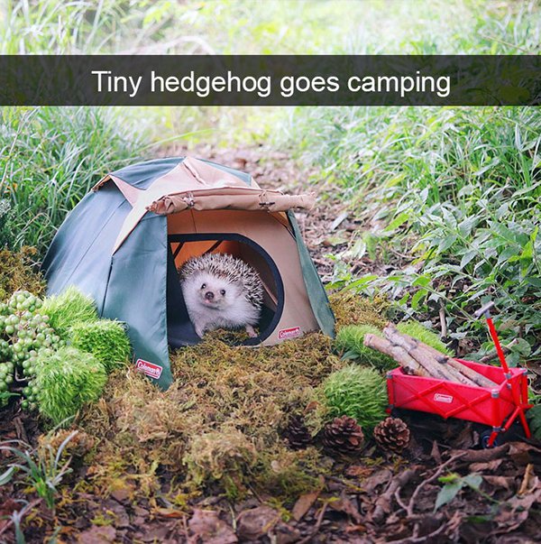 bad camping - Tiny hedgehog goes camping