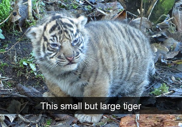 fat tiger - This small but large tiger