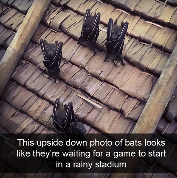 moist owlette - This upside down photo of bats looks they're waiting for a game to start in a rainy stadium