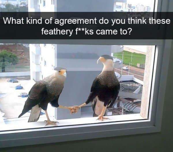 make you lol - What kind of agreement do you think these feathery fks came to?