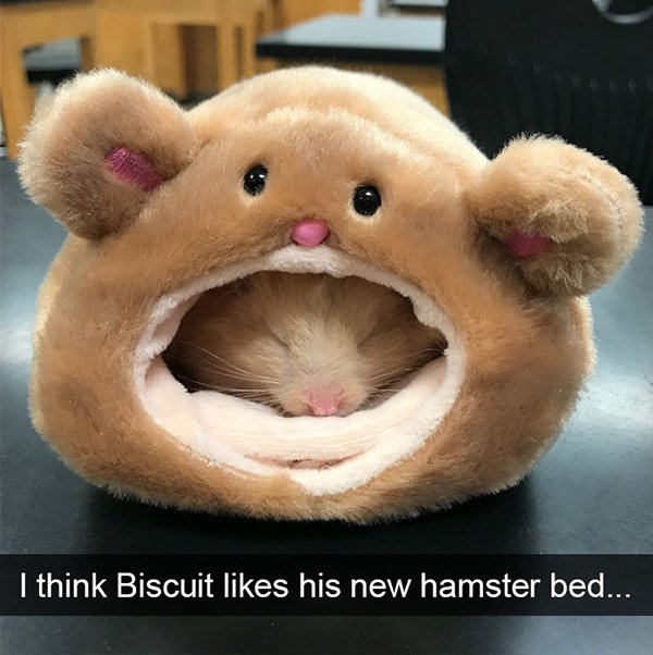 I think Biscuit his new hamster bed...