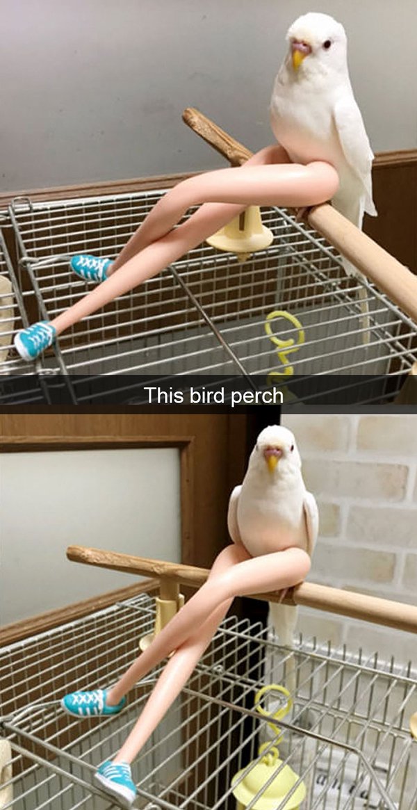 smexy bird - This bird perch