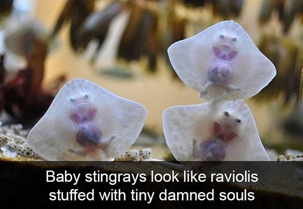 cutest baby animals in the world - Baby stingrays look raviolis stuffed with tiny damned souls