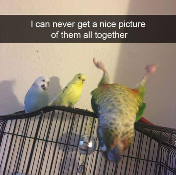 funny bird - I can never get a nice picture of them all together